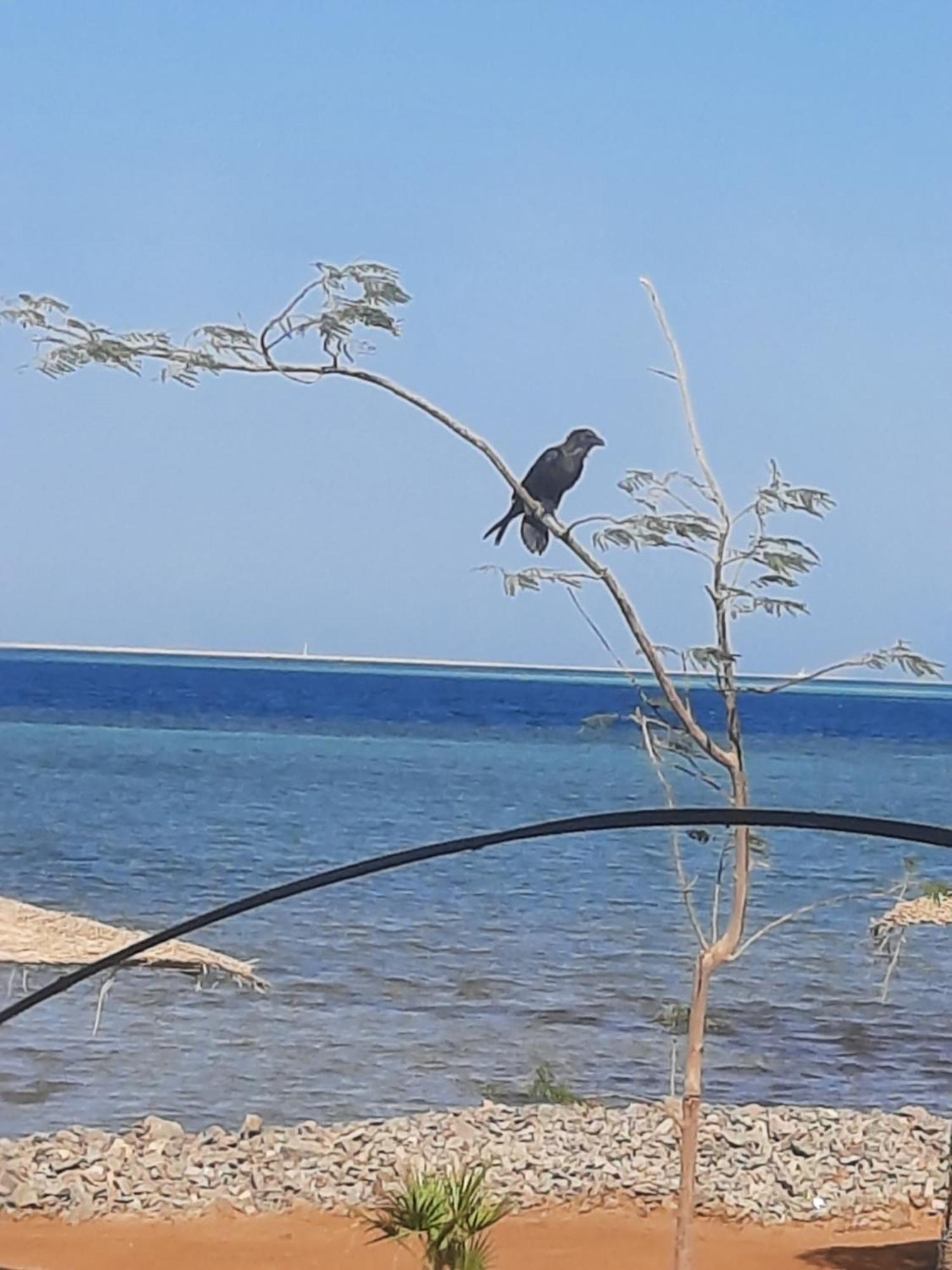 Coral Paradise סאפגה